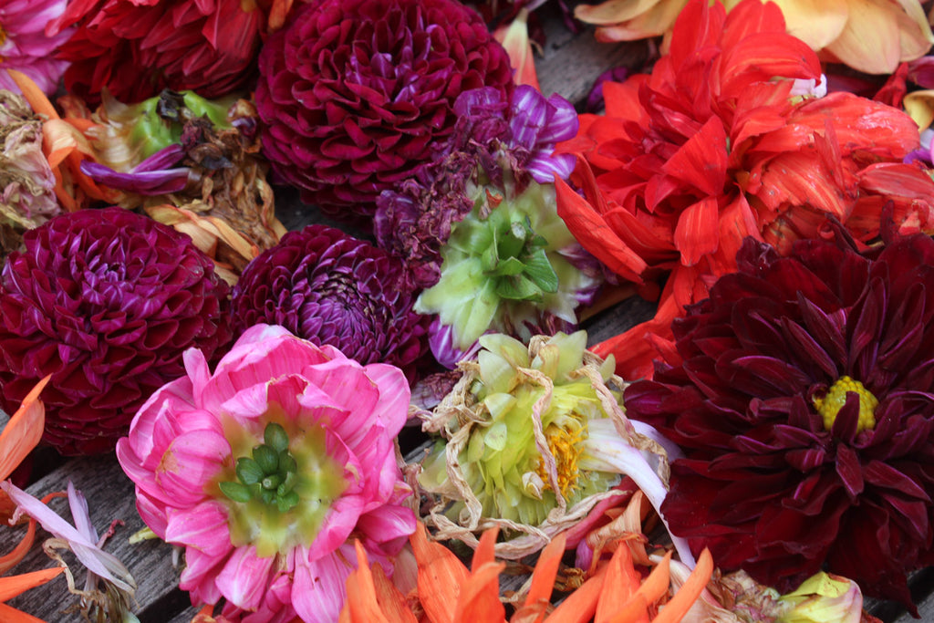 From Claret to Caramel: The Alchemy of Dyeing with Dahlias